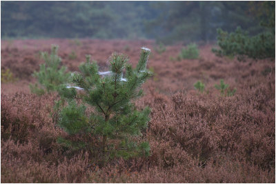 Hoge Veluwe