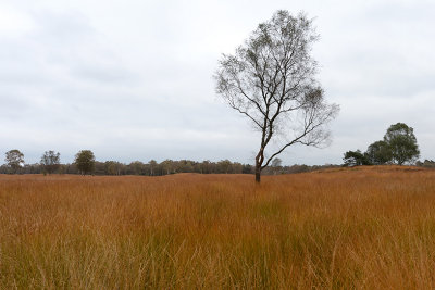 Hoge Veluwe