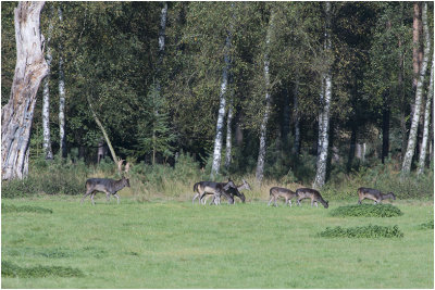 Damherten