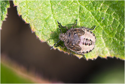 nimf van de Bessenwants - Dolycoris baccarum