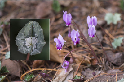 Napolitaanse Cyclaam - Cyclamen hederifolium