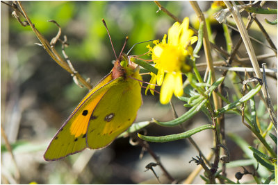 oranje Luzernevlinder - Colias crocea