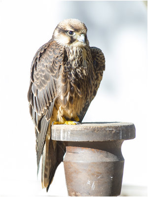 Sakervalk - Falco cherrug