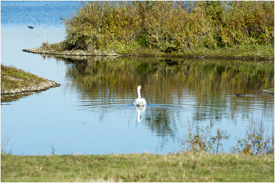 Zwaan en beverrat