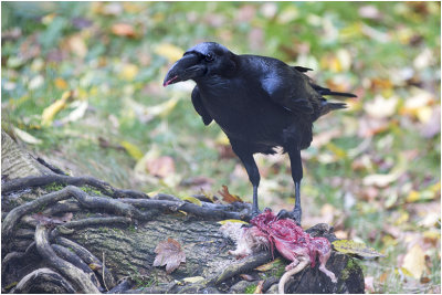 Raaf - Corvus corax