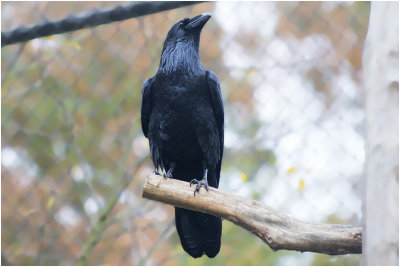 Raaf - Corvus corax