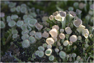 bruin Bekermos - Cladonia grayi