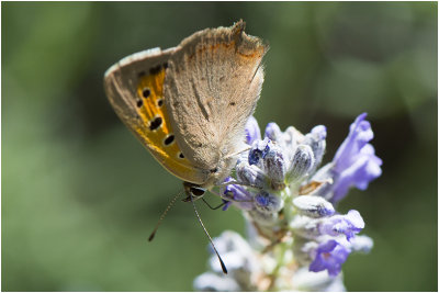 kleine Vuurvlinder - Lycaena phlaeas 