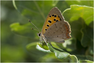 kleine Vuurvlinder - Lycaena phlaeas