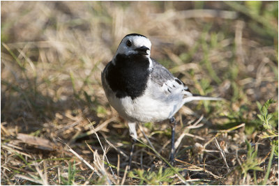 witte Kwikstaart - Motacilla alba