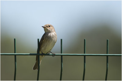 GALLERY grauwe Vliegenvanger - Muscicapa striata