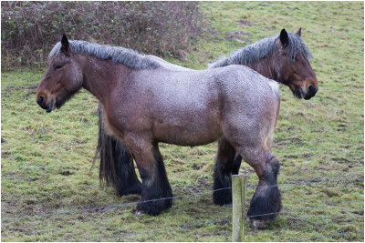 Belgisch trekpaard