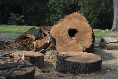  aangetaste boom - Spalted wood