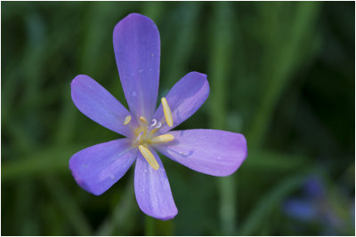 Herfsttijloos - Colchicum autumnale