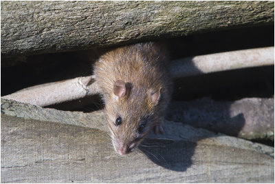 GALLERY bruine rat - Rattus norvegicus - brown Rat