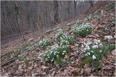 Sneeuwklokjes - Galanthus nivalis