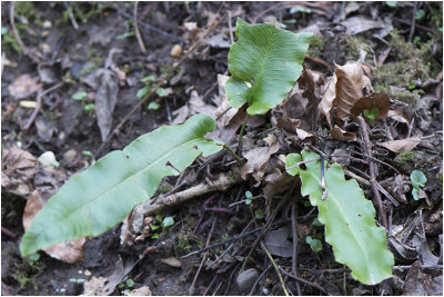 Tongvaren - Asplenium scolopendrium