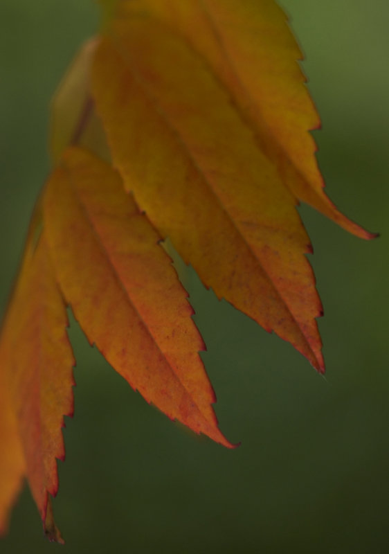 Fall Sumac