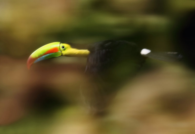 Keel-billed Toucan flying.jpg