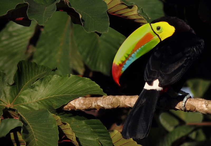 Keel-billed Toucan XVII.jpg