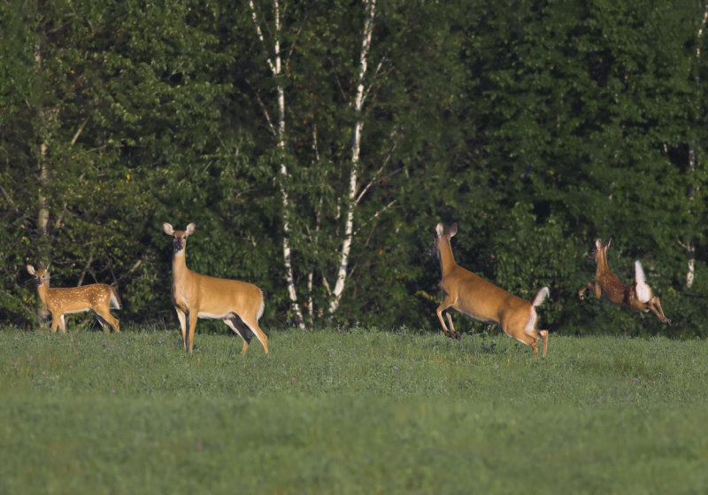 Mothers and Fawns.jpg