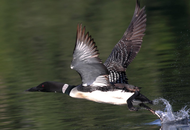 Loon takeoff copy.jpg