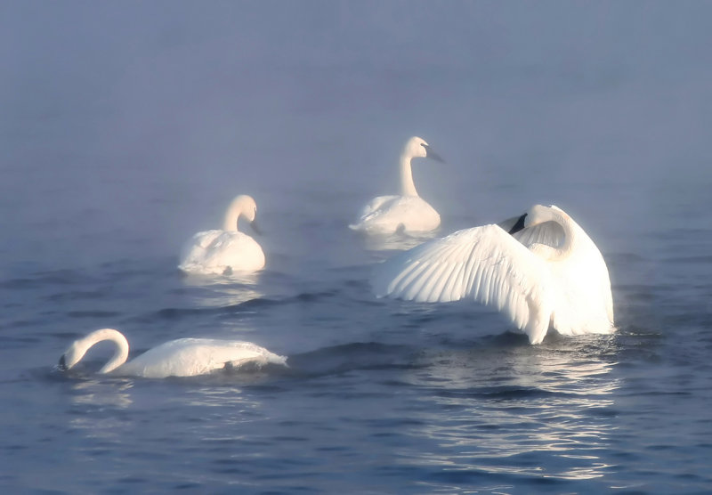 Swan morning copy.jpg