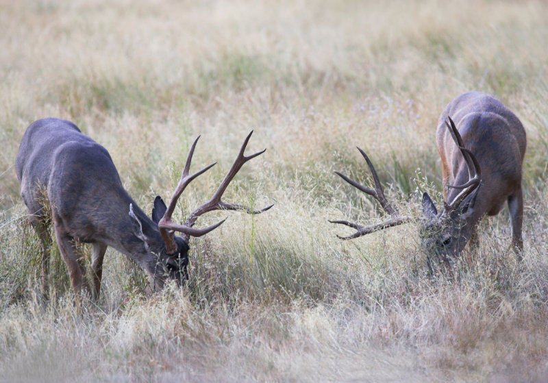 Dueling Muley Bucks.jpg