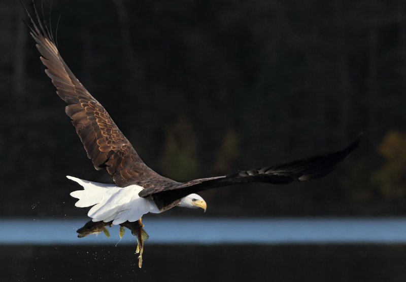 Eagle flying with pike copy.jpg