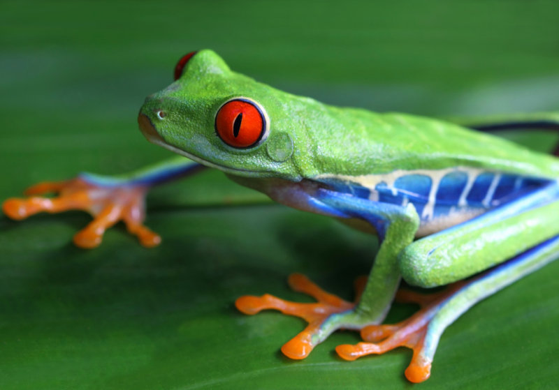 Red-eyed Tree Frog copy.jpg