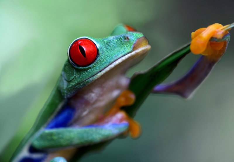 Red-eyed Tree Frog III copy.jpg