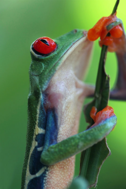 Red-eyed Tree Frog IV copy.jpg