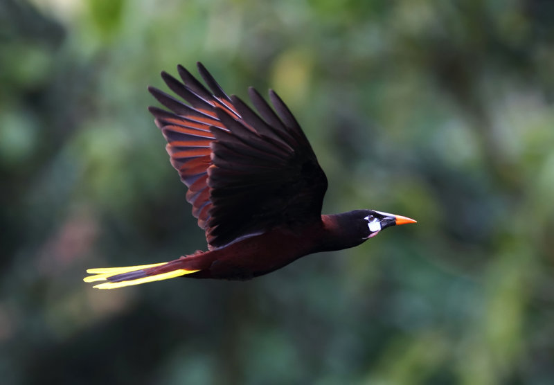 Montezuma Oropendola in flight copy.jpg