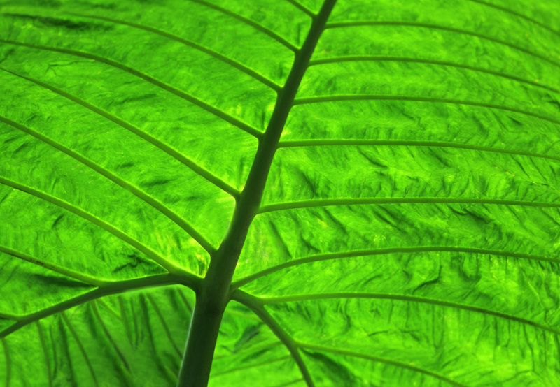 Flora IV copy.jpg