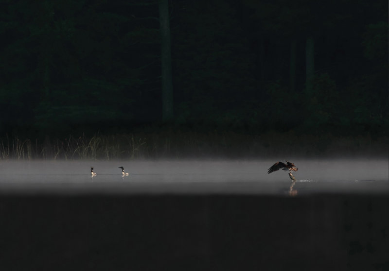 Loons watching osprey fish.jpg