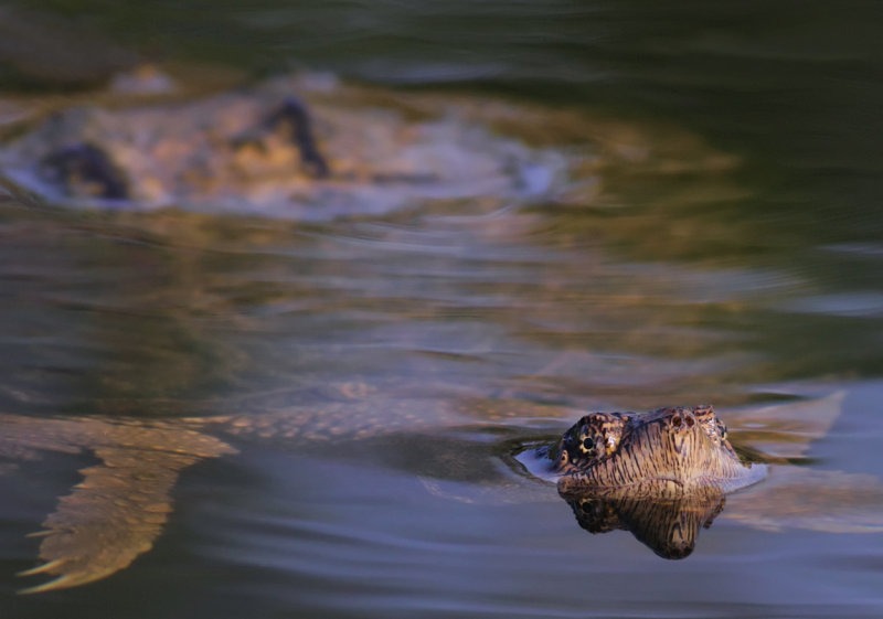 Snapping Turtle portrait copy.jpg