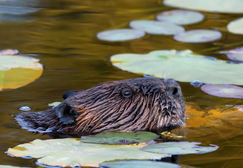 Beaver in the Lily pads copy.jpg
