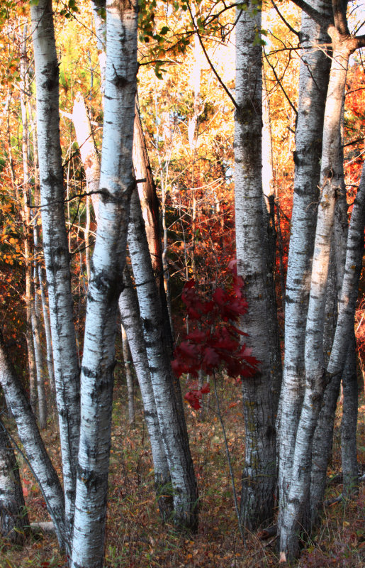 Birch clump copy.jpg