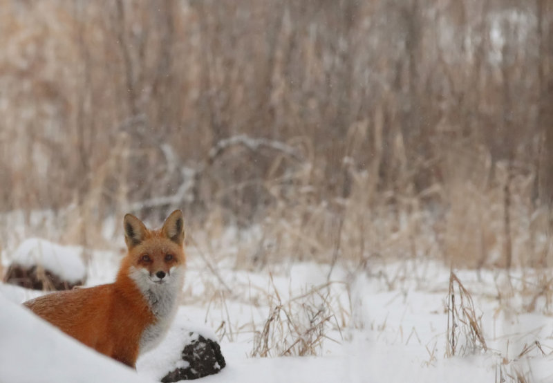 Red Fox 1-24-12 copy.jpg