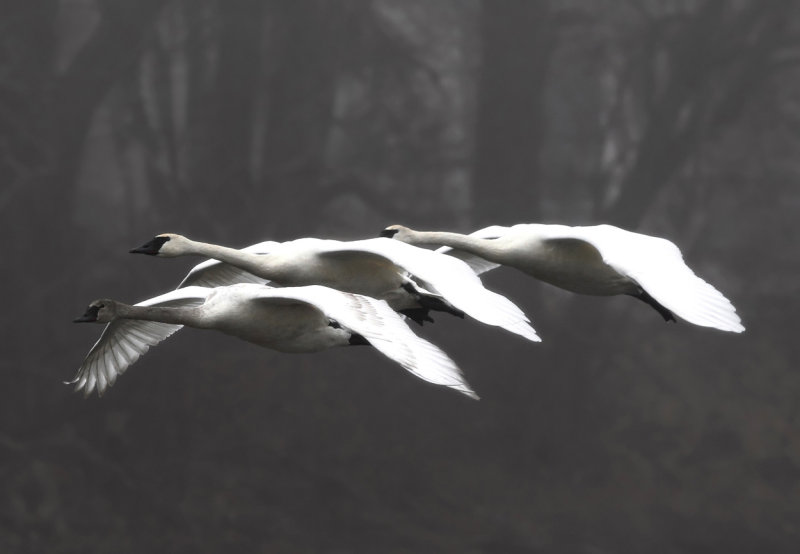 Swans in flight II copy.jpg