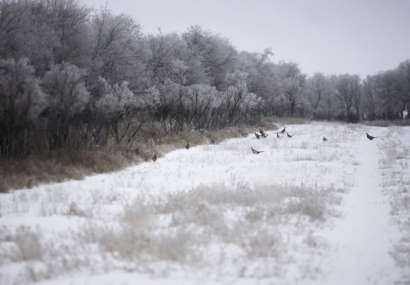 Shelter belt pheasants.jpg