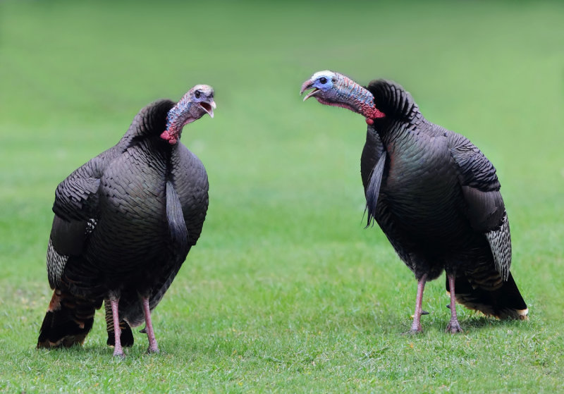 Double gobble II copy.jpg