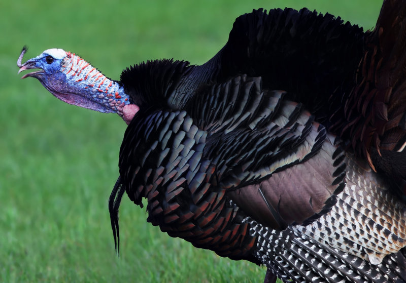 May gobble copy.jpg