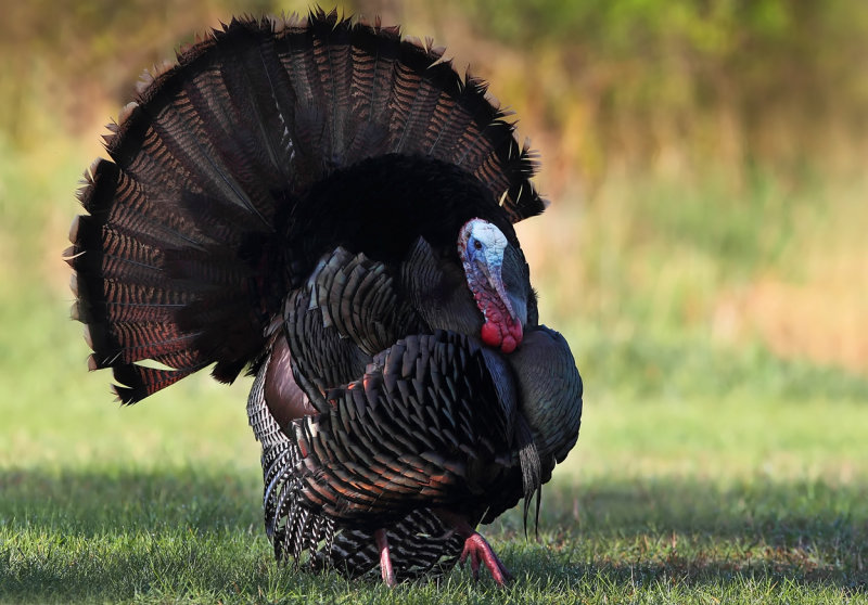 May Full strut copy.jpg