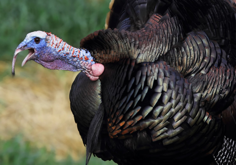 Mid-Gobble copy.jpg