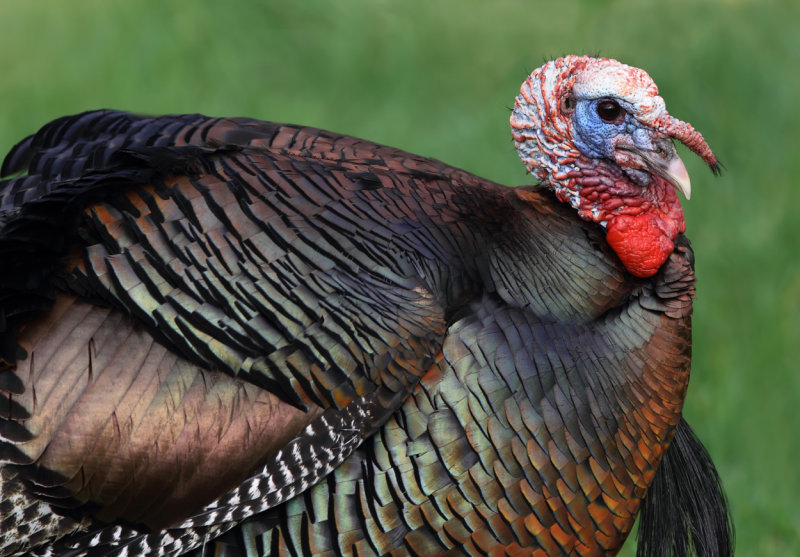 Wild Turkey portrait II copy.jpg