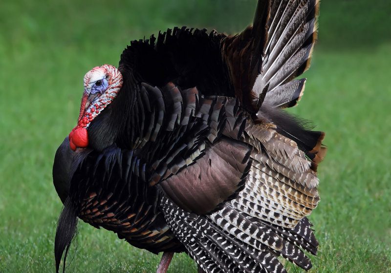 Full strut III copy.jpg