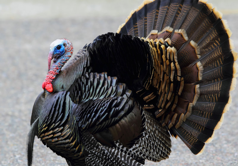 Full Strut II copy.jpg