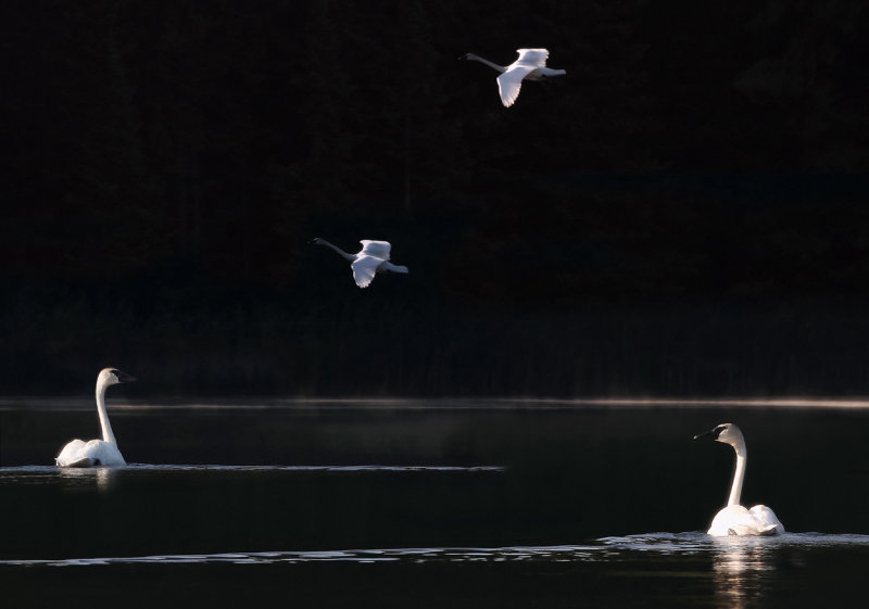 Swans in morning light Mary Lake.jpg