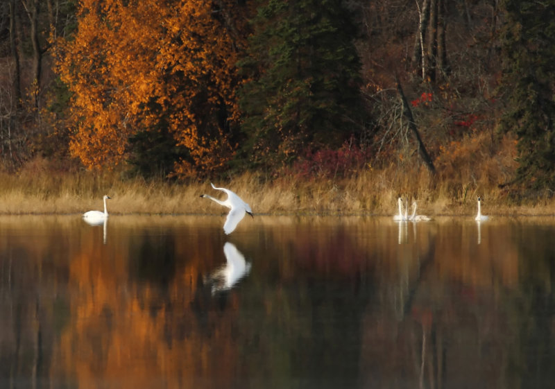 Swan in fall colors-Lake Itasca copy.jpg